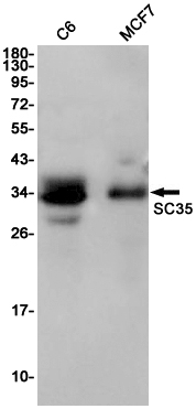 SC35 Rabbit mAb ABZ2269