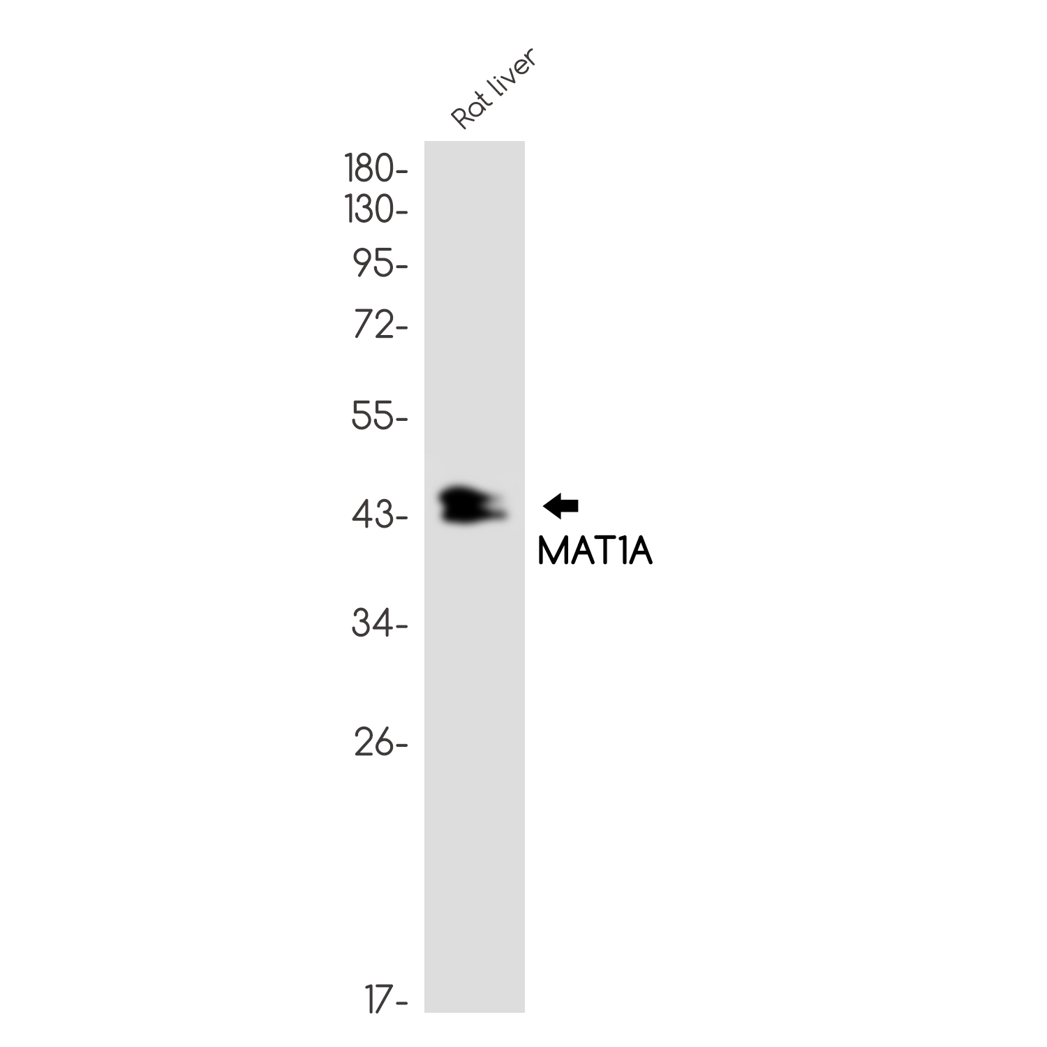 MAT1A Rabbit mAb ABZ2277
