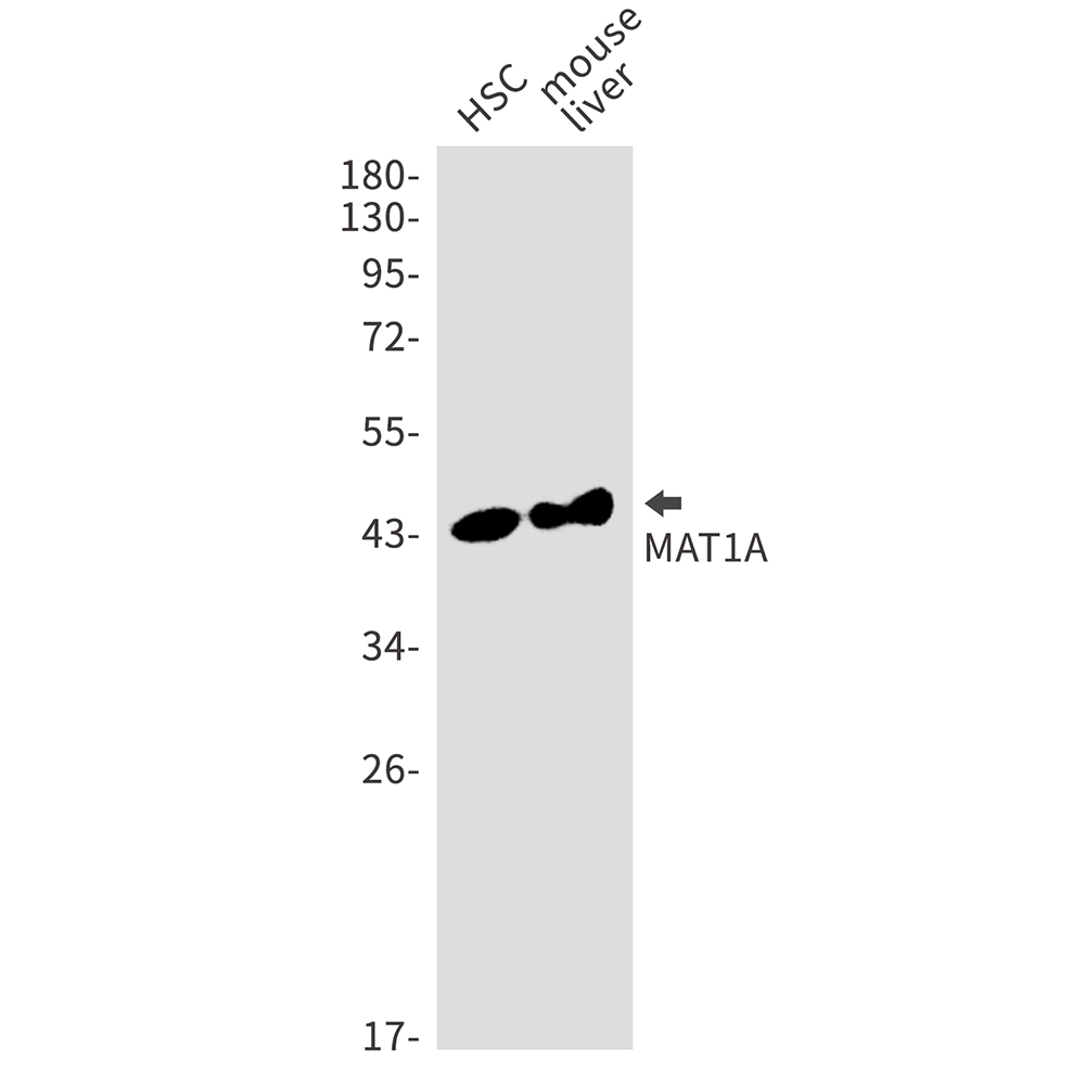MAT1A Rabbit mAb ABZ2277
