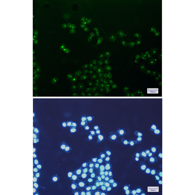 mtTFA Rabbit mAb ABZ2278