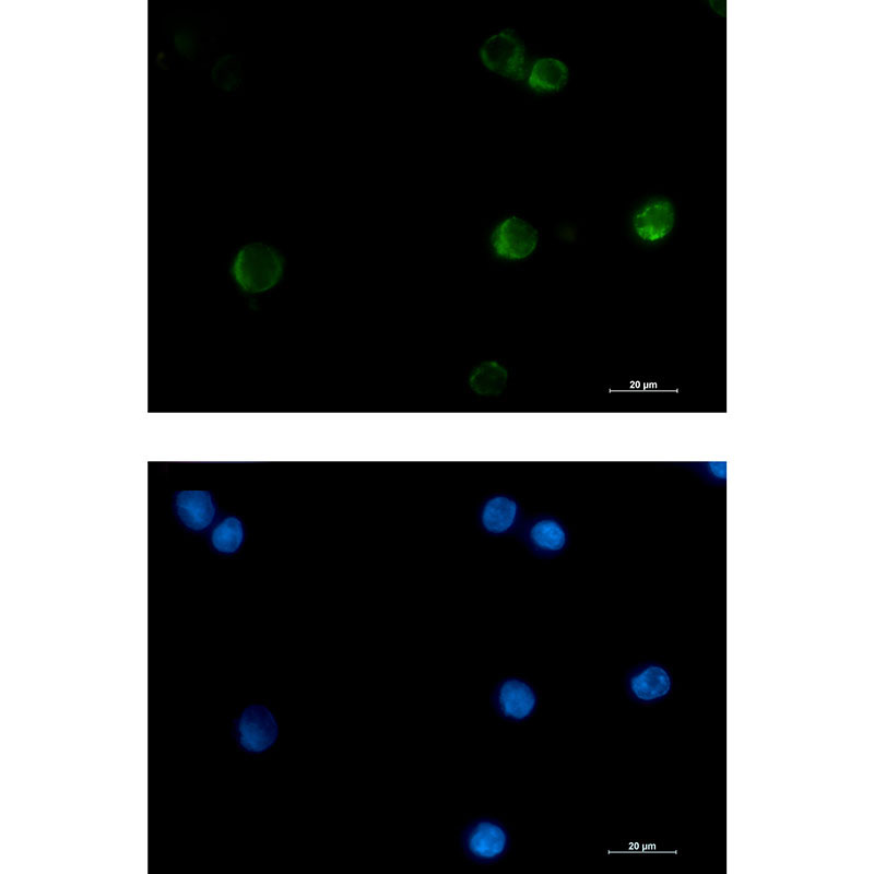 Cytochrome C Rabbit mAb ABZ2279