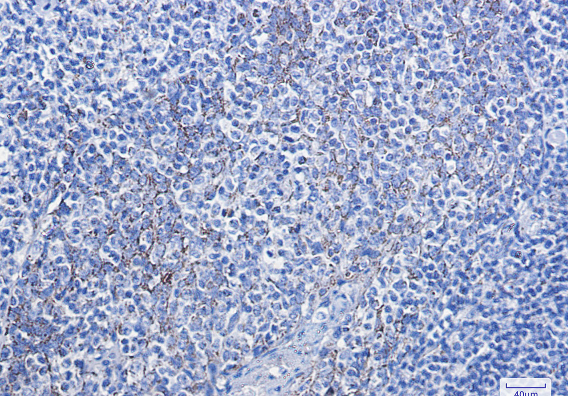 Cytochrome C Rabbit mAb ABZ2280
