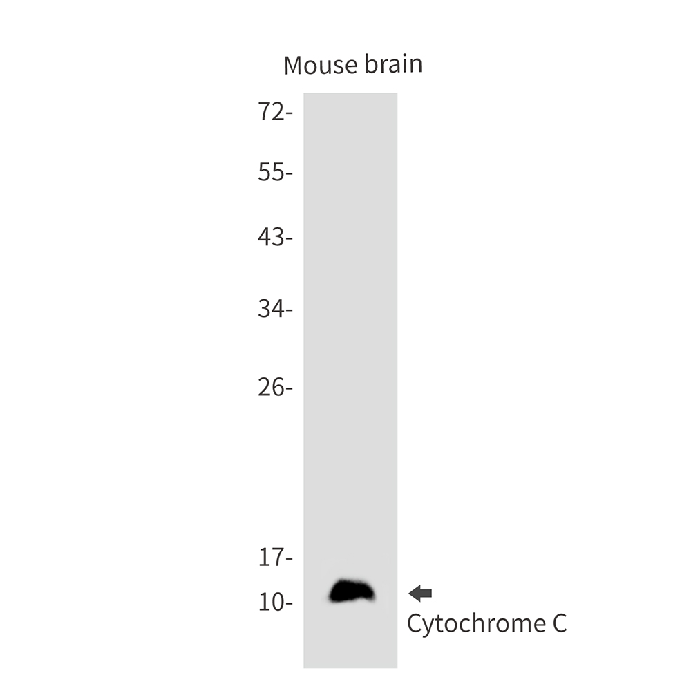 Cytochrome C Rabbit mAb ABZ2280
