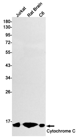 Cytochrome C Rabbit mAb ABZ2280