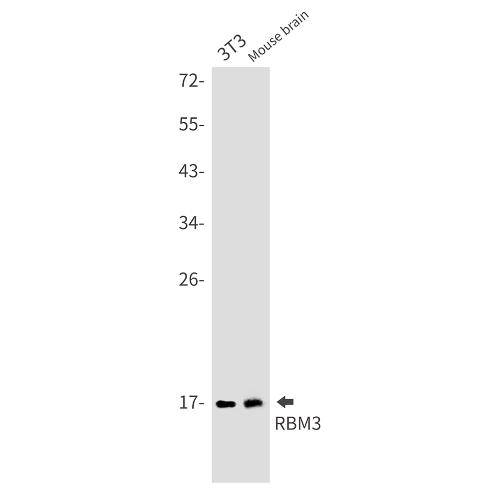 RBM3 Rabbit mAb ABZ2281