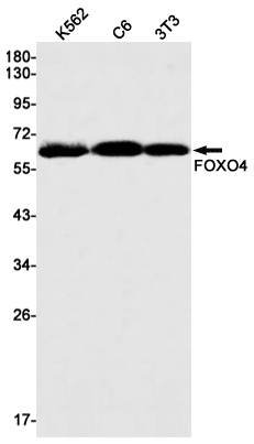 FOXO4 Rabbit mAb ABZ2282