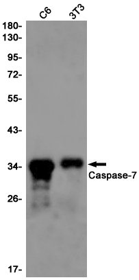 Caspase 7 Rabbit mAb ABZ2283