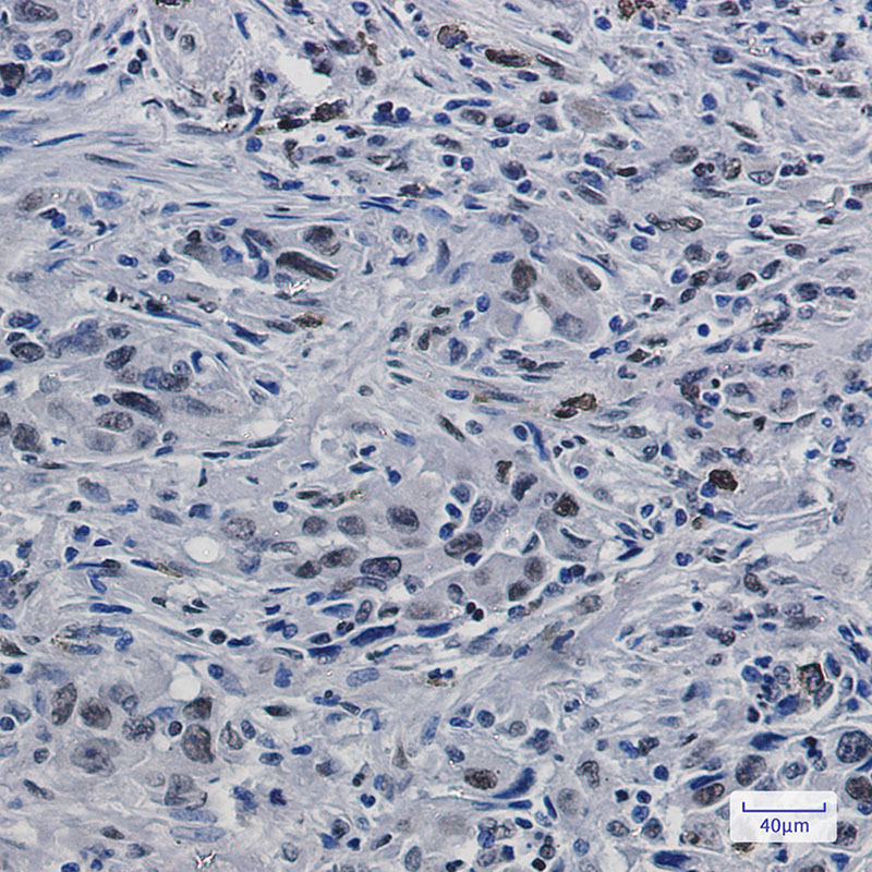 Histone H3.3 Rabbit mAb ABZ2284