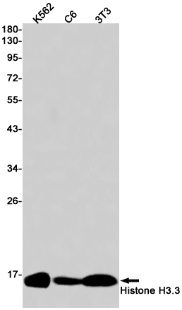 Histone H3.3 Rabbit mAb ABZ2284