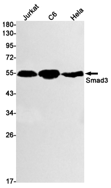 Smad3 Rabbit mAb ABZ2286