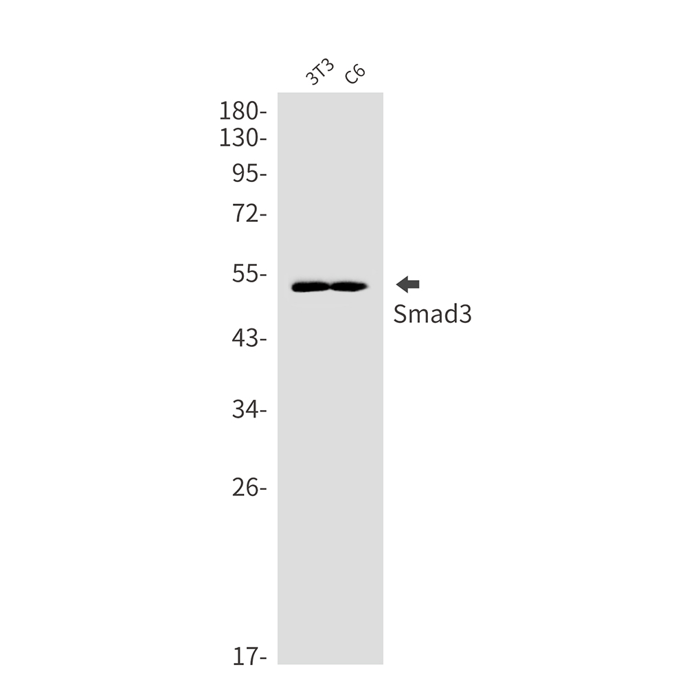 Smad3 Rabbit mAb ABZ2287