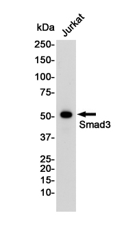 Smad3 Rabbit mAb ABZ2287