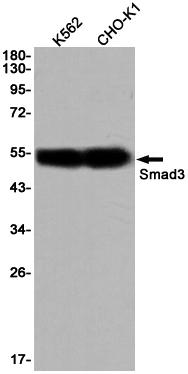 Smad3 Rabbit mAb ABZ2287