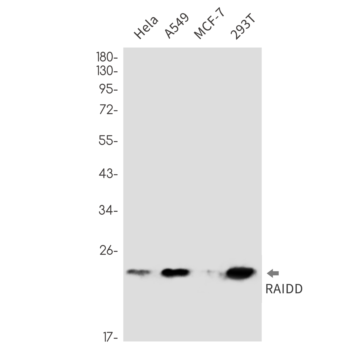 RAIDD Rabbit mAb ABZ2290