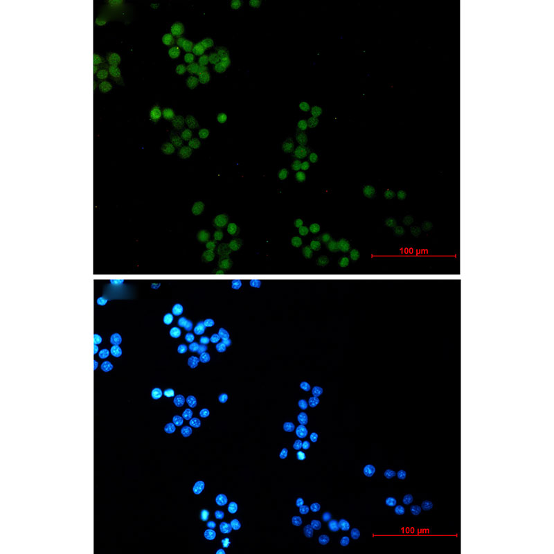 NTH1 Rabbit mAb ABZ2291