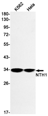 NTH1 Rabbit mAb ABZ2291