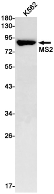 MS2 Rabbit mAb ABZ2294