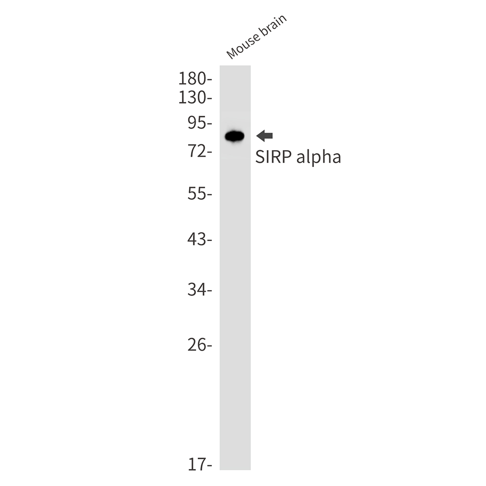 SIRP alpha Rabbit mAb ABZ2295