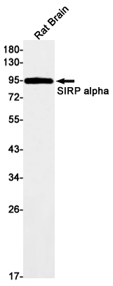 SIRP alpha Rabbit mAb ABZ2295