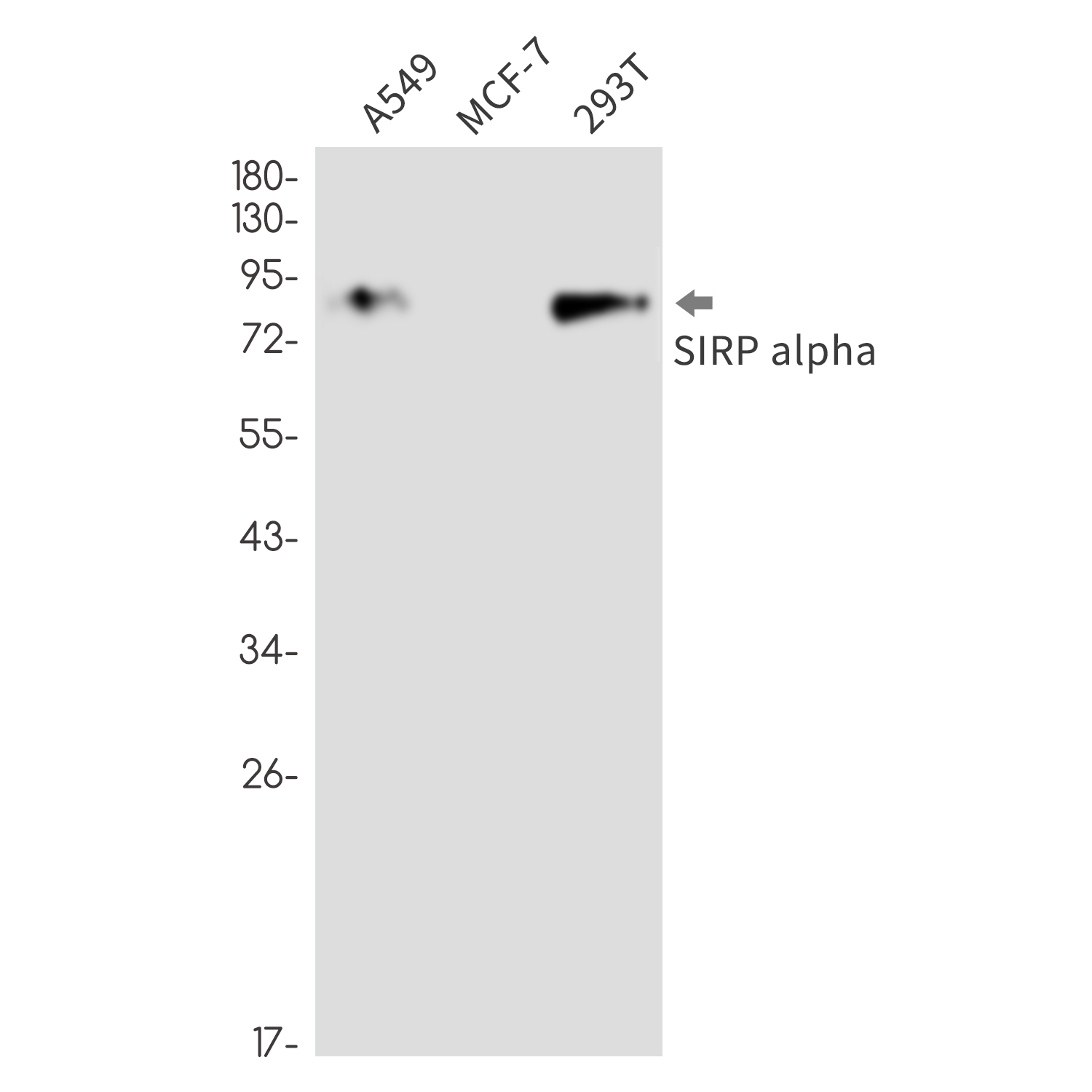 SIRP alpha Rabbit mAb ABZ2296