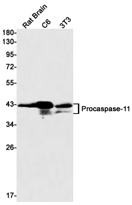 Caspase 11 Rabbit mAb ABZ2297