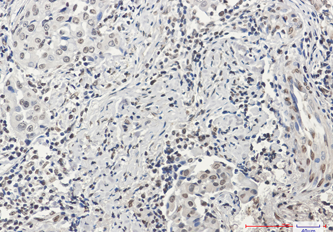 Histone H3 Rabbit mAb ABZ2298