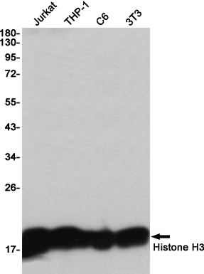 Histone H3 Rabbit mAb ABZ2298