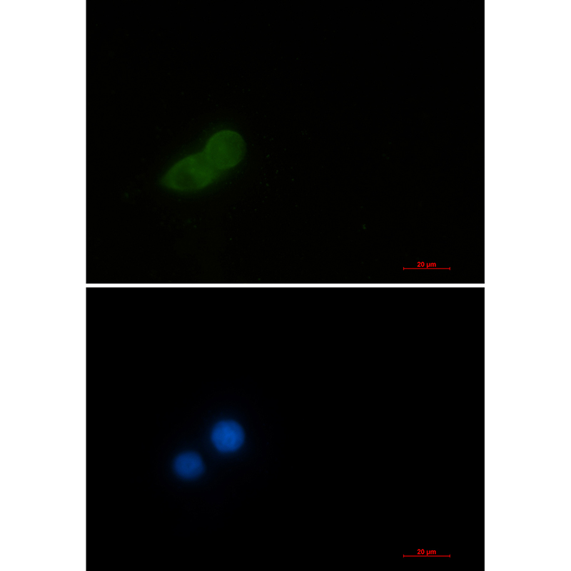 eEF1A1/EF-Tu Rabbit mAb ABZ2304