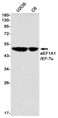 eEF1A1/EF-Tu Rabbit mAb ABZ2304