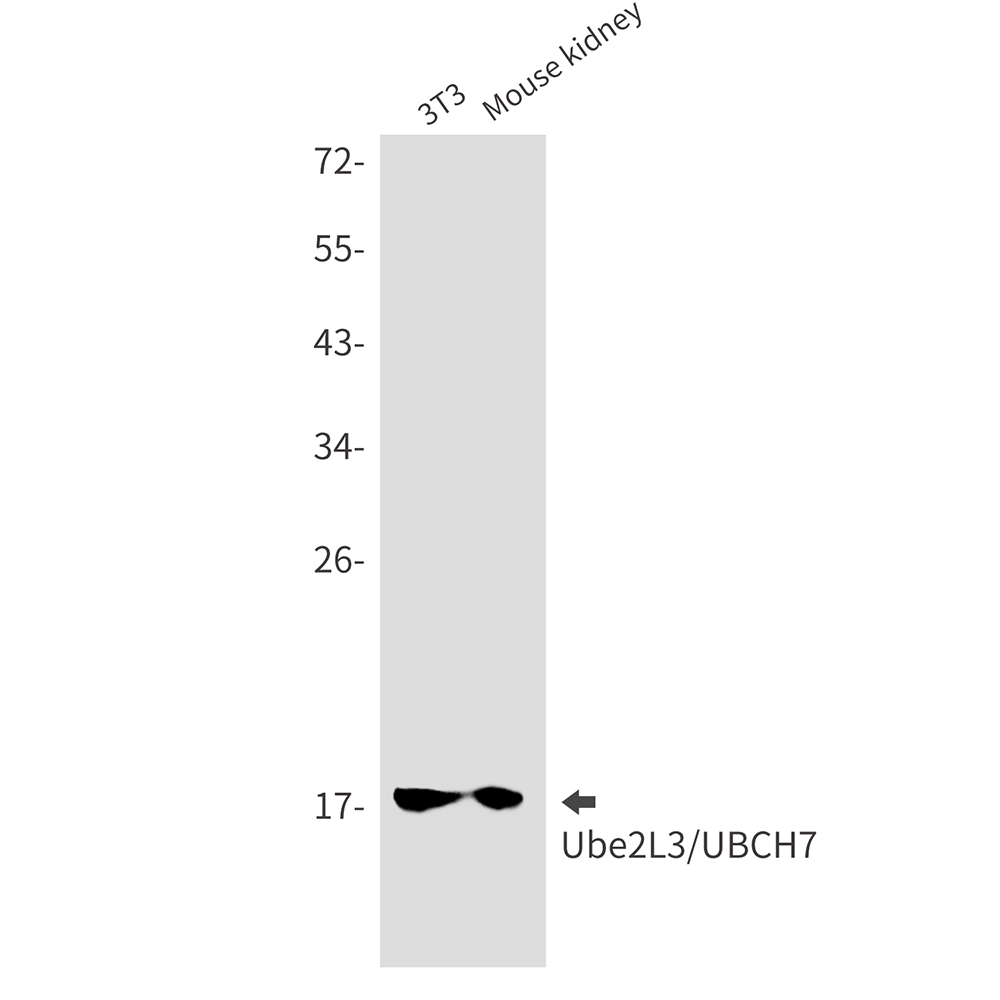 Ubiquitin Conjugating Enzyme E2 L3 Rabbit mAb ABZ2305