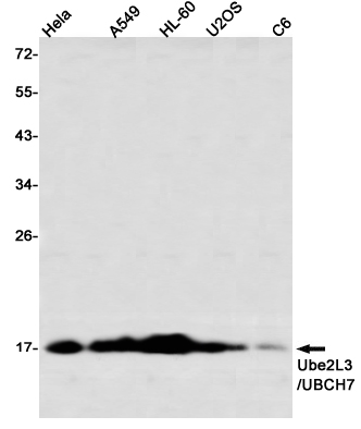 Ubiquitin Conjugating Enzyme E2 L3 Rabbit mAb ABZ2305