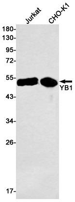 YB1 Rabbit mAb ABZ2307