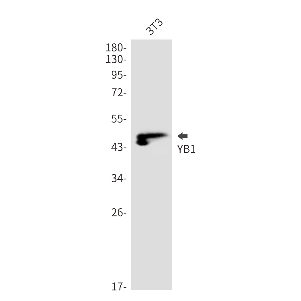 YB1 Rabbit mAb ABZ2308
