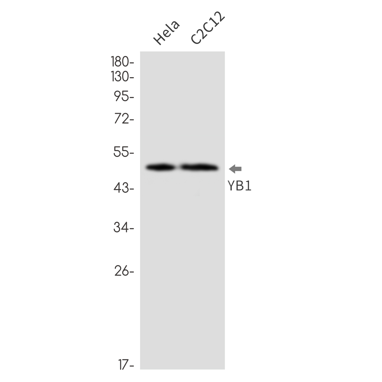YB1 Rabbit mAb ABZ2308