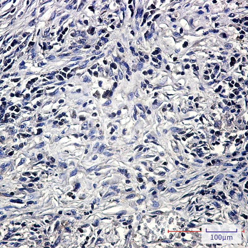 PP2A alpha/beta Rabbit mAb ABZ2309