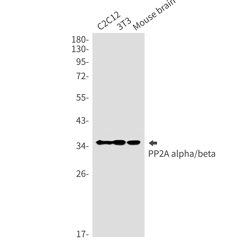 PP2A alpha/beta Rabbit mAb ABZ2309