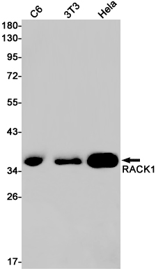 RACK1 Rabbit mAb ABZ2311