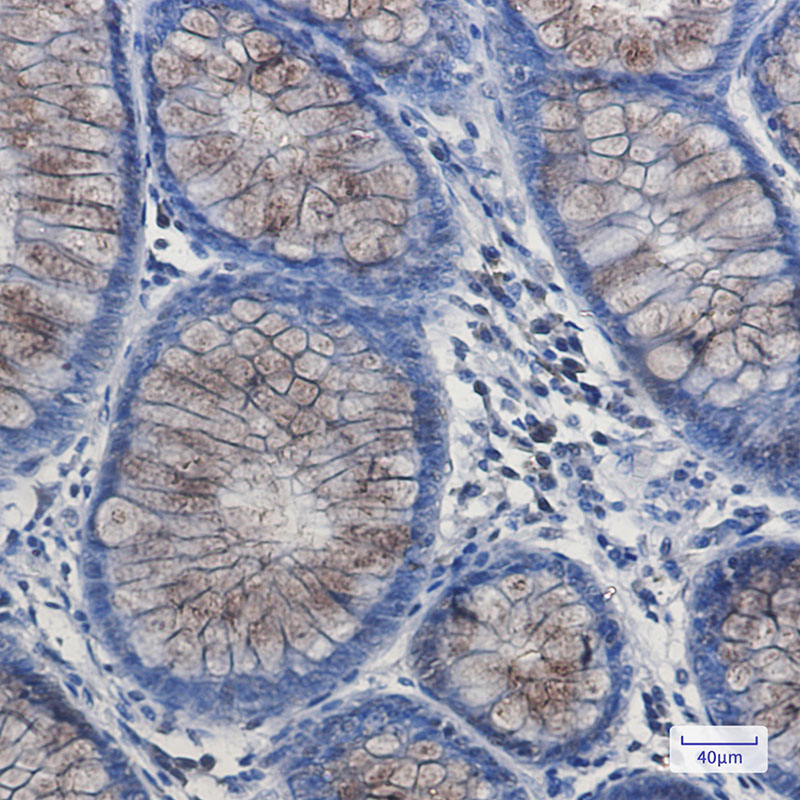 DYNLL1/PIN Rabbit mAb ABZ2314