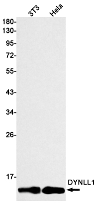 DYNLL1/PIN Rabbit mAb ABZ2314