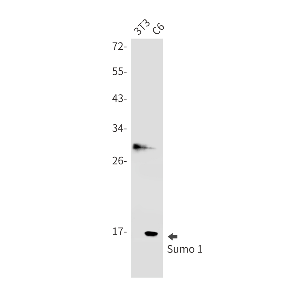 SUMO1 Rabbit mAb ABZ2315