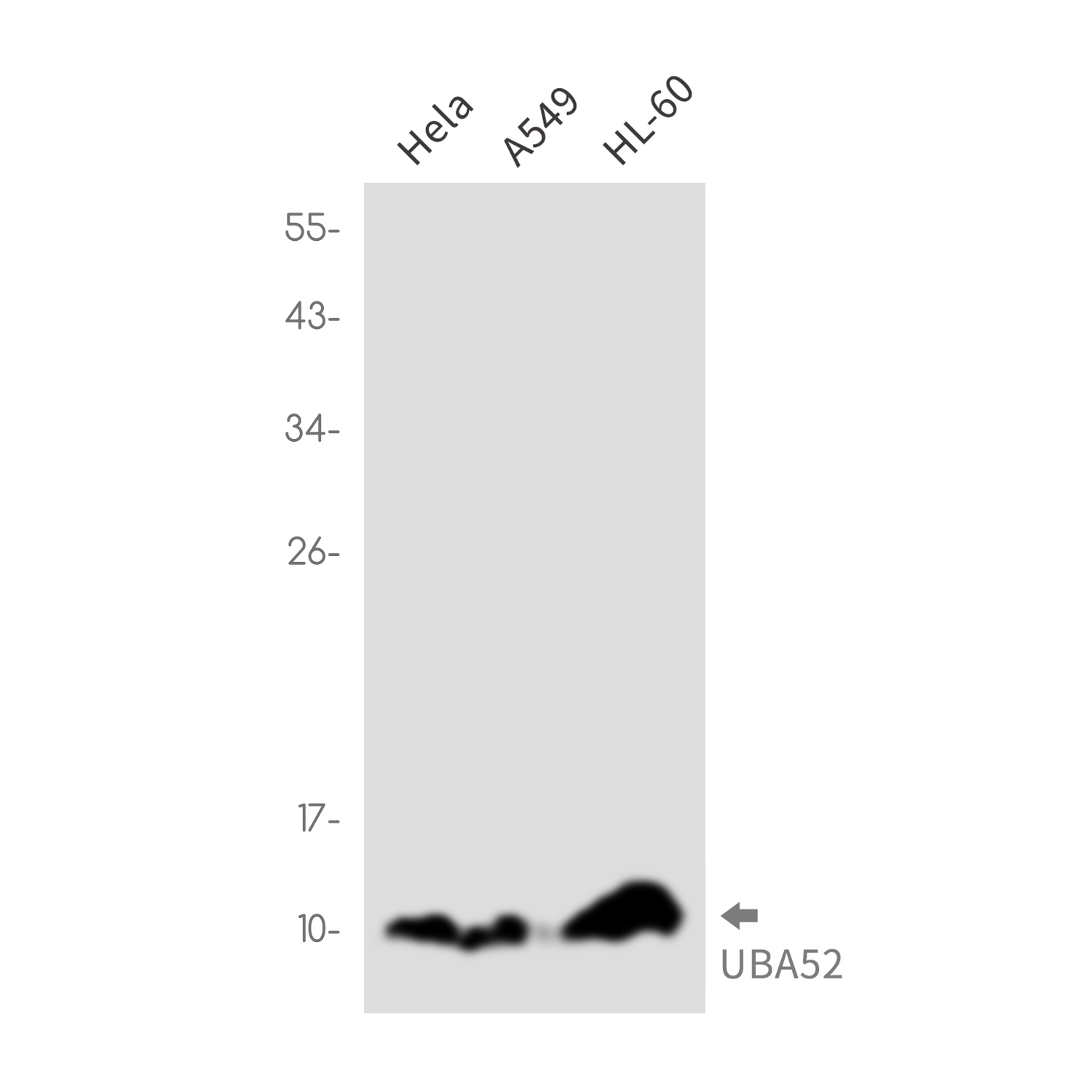Ubiquitin 60S Ribosomal Protein L40 Rabbit mAb ABZ2318