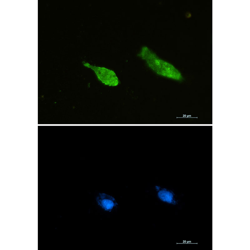 Ran Rabbit mAb ABZ2321