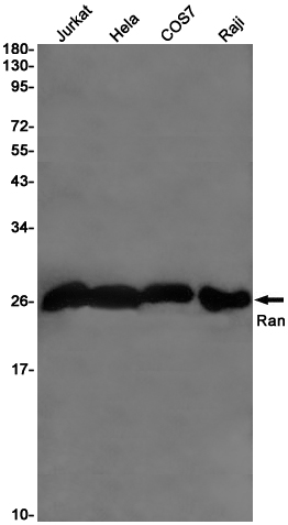 Ran Rabbit mAb ABZ2321