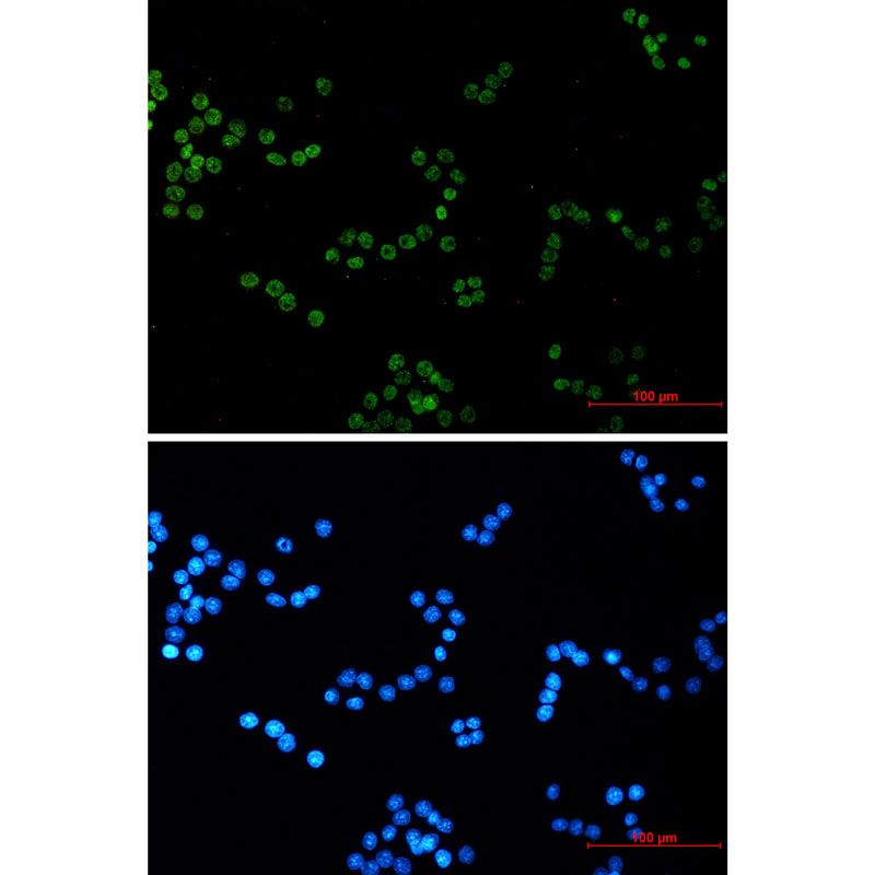 Histone H4 Rabbit mAb ABZ2322