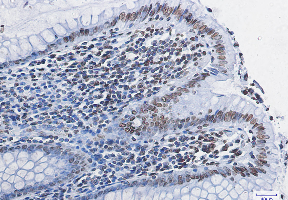 Histone H4 Rabbit mAb ABZ2322