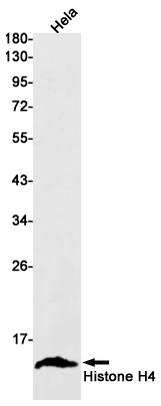 Histone H4 Rabbit mAb ABZ2322