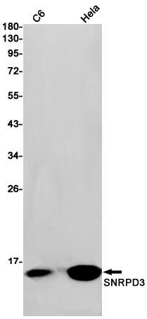 SNRPD3 Rabbit mAb ABZ2325