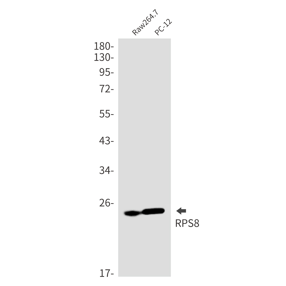 RPS8 Rabbit mAb ABZ2326