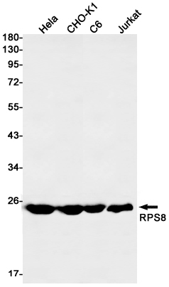 RPS8 Rabbit mAb ABZ2326