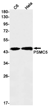 PSMC5 Rabbit mAb ABZ2327